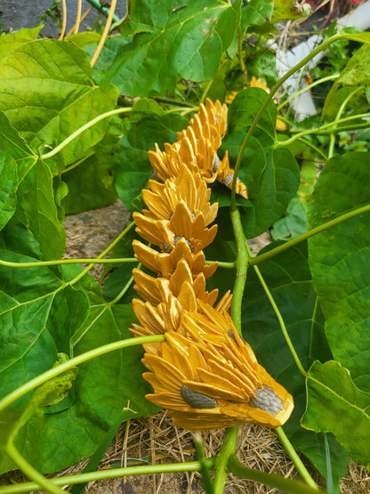 Dual Colored Sunflower Dragon 3D Print