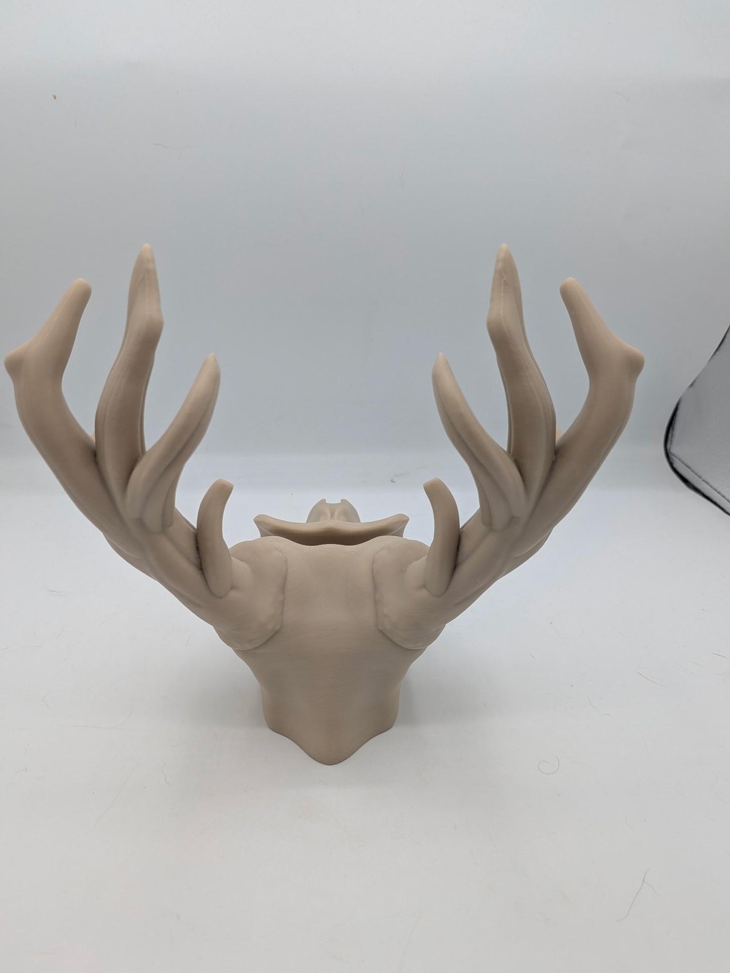 Rear view of the deer skull glasses holder showing the full antler spread