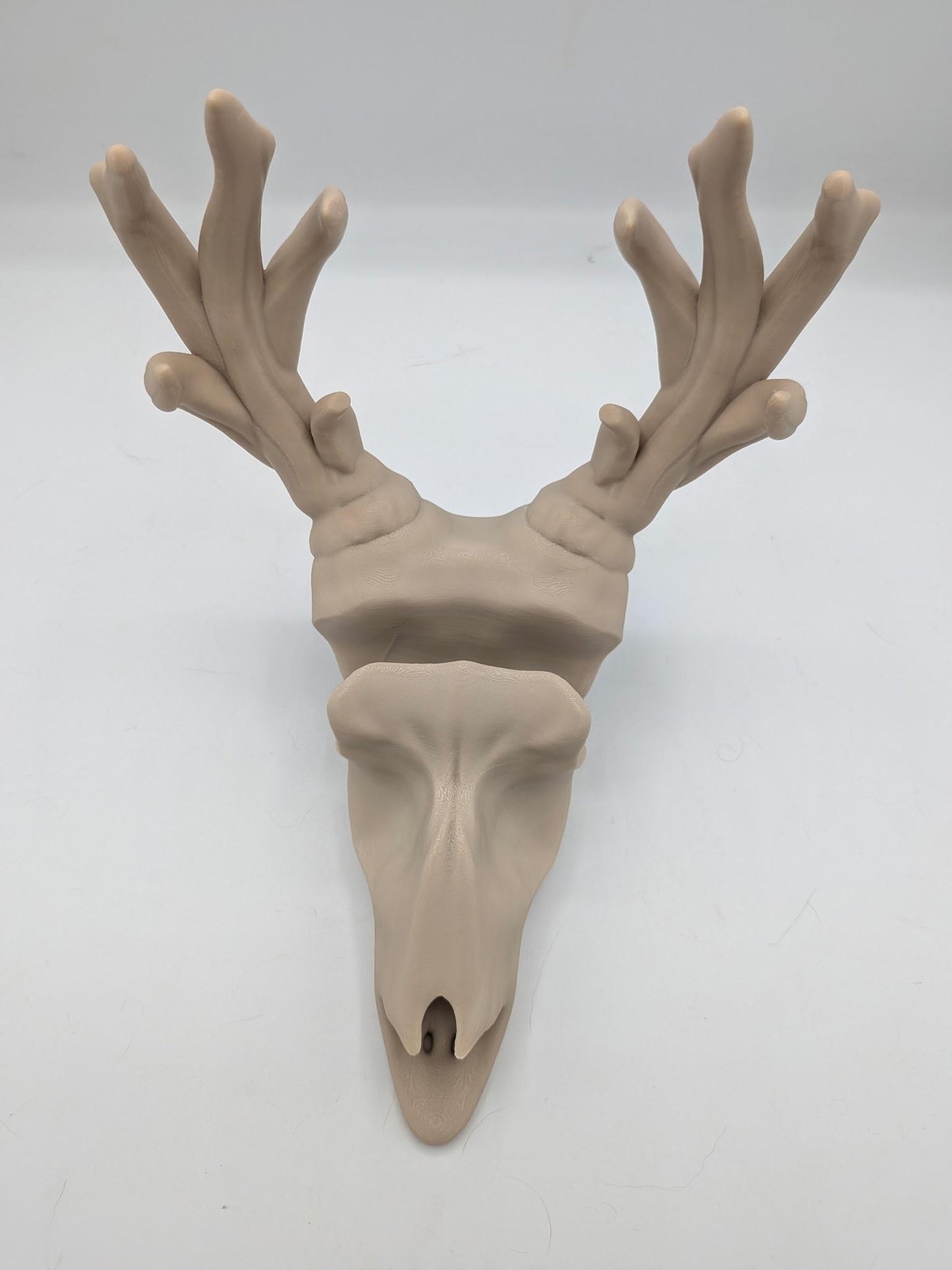 Front view of the deer skull glasses holder showing the glasses slot and antler jewelry branches