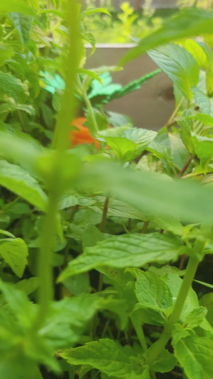 Carrot Fairy House (PLA - Indoor; PETG - Outdoor) | 3D Print