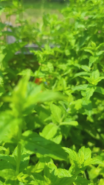 Mushroom Fairy House (PLA - Indoor; PETG - Outdoor) | 3D Print